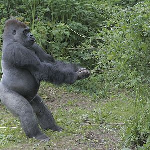 Kumbuka helps himself