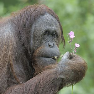 Demo samples campion