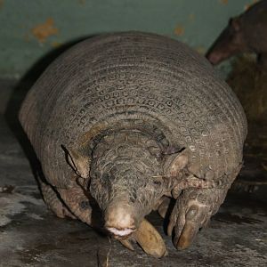 Bioparque Los Ocarros, Villavicencio, Colombia