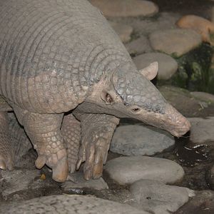 Bioparque Los Ocarros, Villavicencio, Colombia