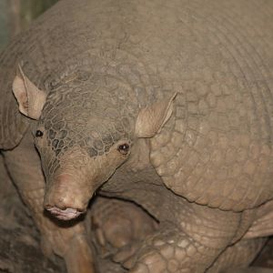 Bioparque Los Ocarros, Villavicencio, Colombia