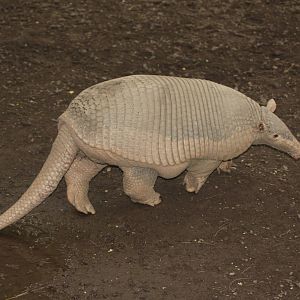 Bioparque Los Ocarros, Villavicencio, Colombia