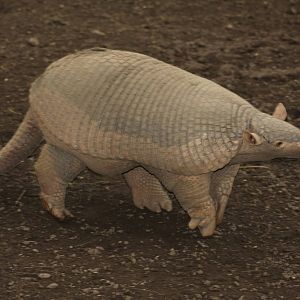 Bioparque Los Ocarros, Villavicencio, Colombia