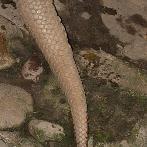 Bioparque Los Ocarros, Villavicencio, Colombia