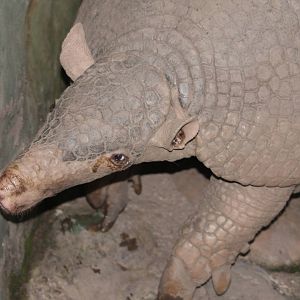 Bioparque Los Ocarros, Villavicencio, Colombia