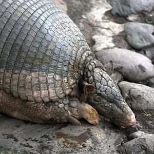 Bioparque Los Ocarros, Villavicencio, Colombia