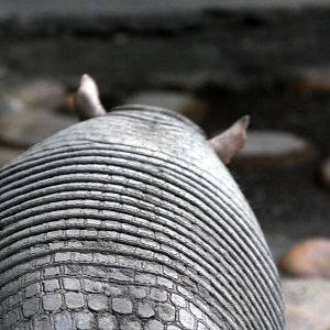 Bioparque Los Ocarros, Villavicencio, Colombia