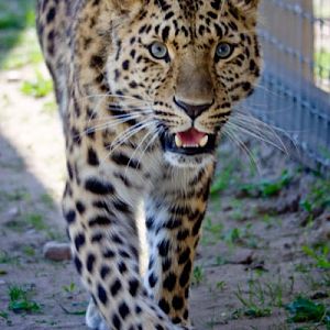 Denzil, Amur leopard
