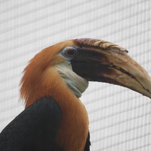 Papuan hornbill