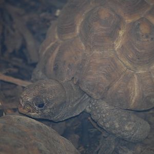 Elongated tortoise
