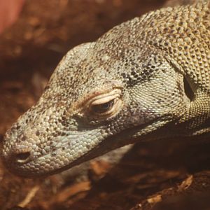 Komodo dragon