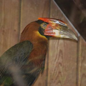 Luzon rufous hornbill