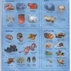Reef Identification sheet