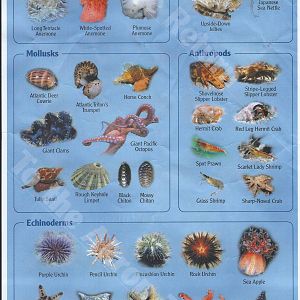Reef Identification sheet