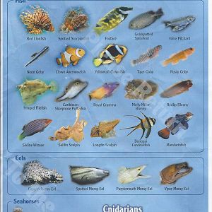 Reef Identification sheet