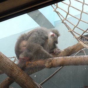Mandrill in Primate, Cat, and Aquatics Building