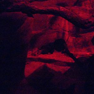 Aye-Aye in Primate, Cat, and Aquatics Building