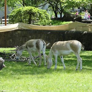 Persian Onagers in Northern Trek