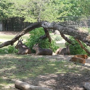 Waterbuck and Red River Hogs.