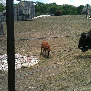 Bison and Calf