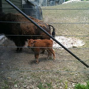 Bison and Calf