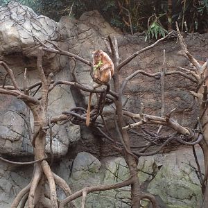 JungleWorld - Ebony Langur