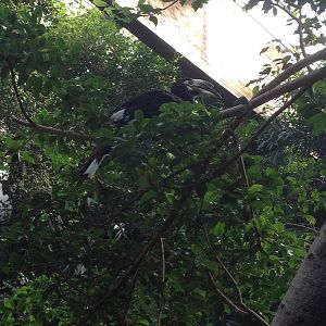 JungleWorld - Pied Hornbill
