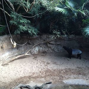 JungleWorld - White-Cheeked Gibbon and Malayan Tapir