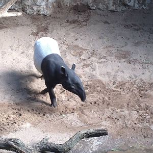 JungleWorld - Malayan Tapir