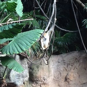 JungleWorld - White-Cheeked Gibbon