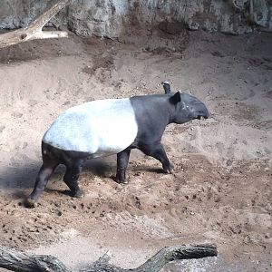 JungleWorld - Malayan Tapir