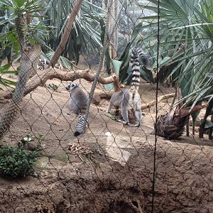 Madagascar! - Ring-Tailed Lemurs