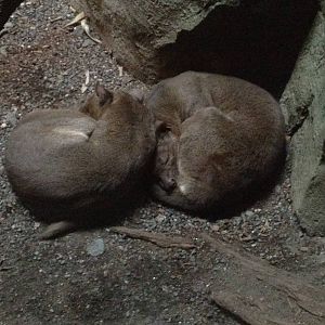 Madagascar! - Fossas