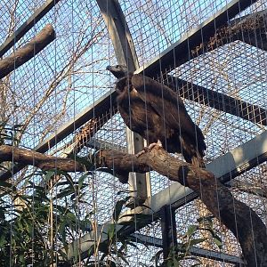 Cinereous Vulture