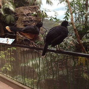 World of Birds - Curassows