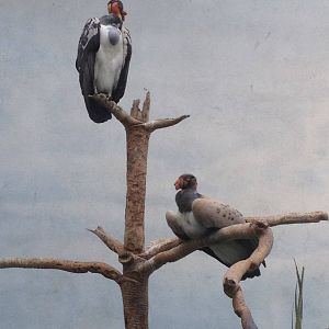 World of Birds - King Vultures