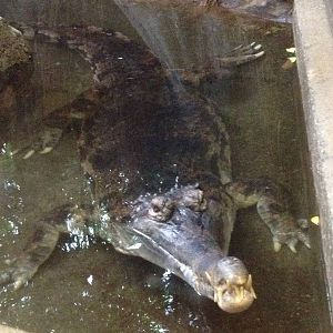 World of Reptiles - False Gavial
