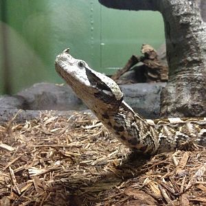 World of Reptiles - Gaboon Viper