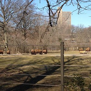Bronx Zoo - Bison Range
