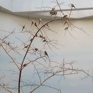 World of Birds - White-Throated Bee-Eaters