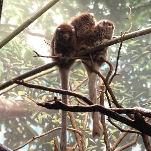 World of Birds - Bolivian Gray Titis