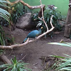 World of Birds - Great Blue Turaco
