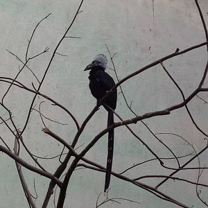 World of Birds - White-Crested Hornbill