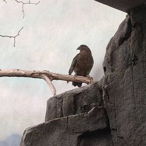 World of Birds - Kea