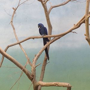 World of Birds - Hyacinth Macaw