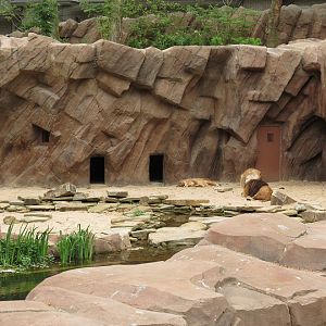 African Lion Enclosure