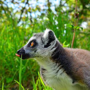 Lemur catta