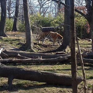 Bronx Zoo - Tiger Mountain