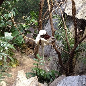 Madagascar! - Coquerel's Sifaka