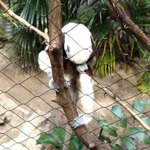 Madagascar! - Coquerel's Sifaka (Seemingly Tebowing)